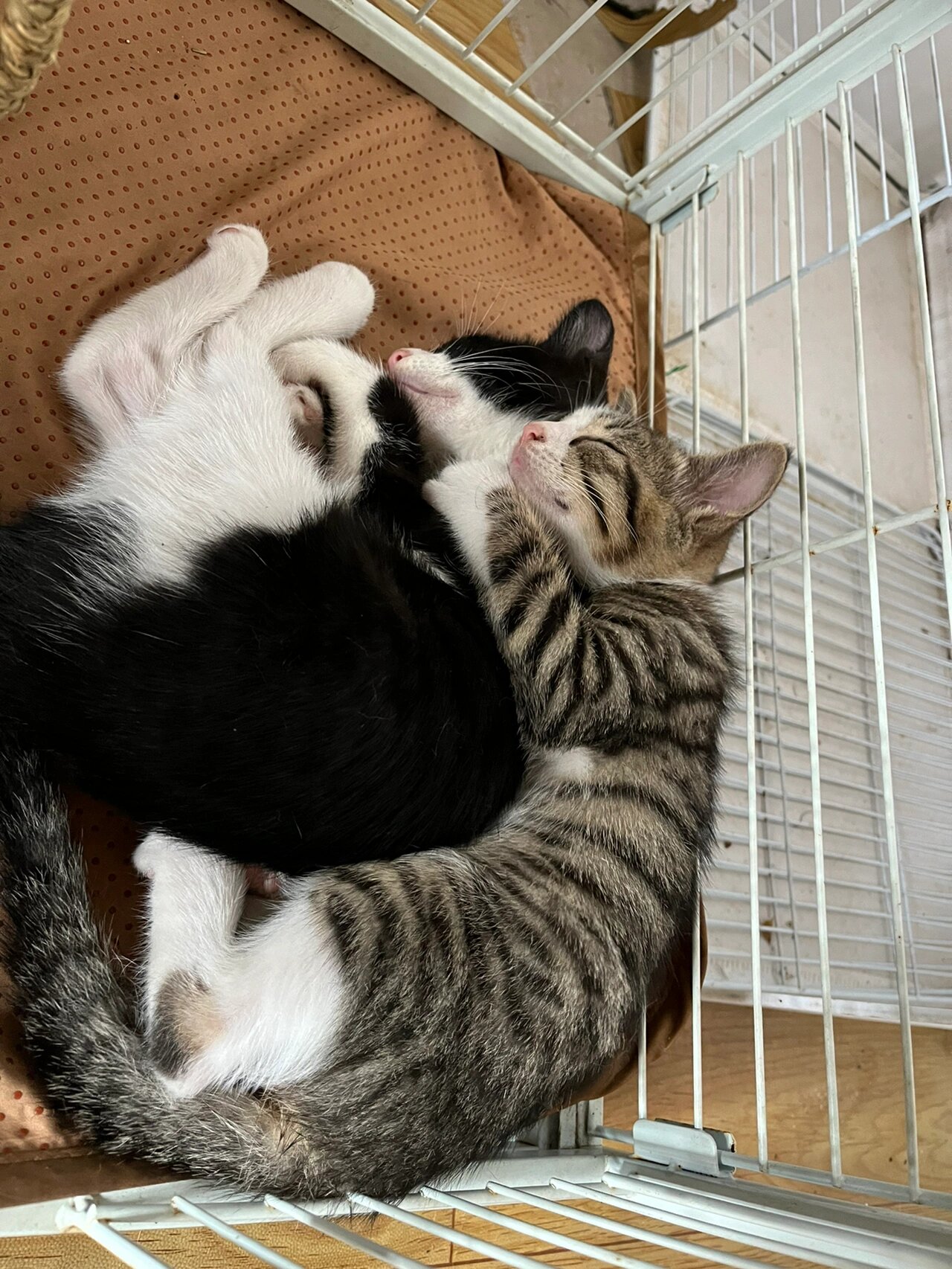 美貌狸花加白小奶猫找领养咯 自家养的田园猫生的,出生日期4月16日,刚