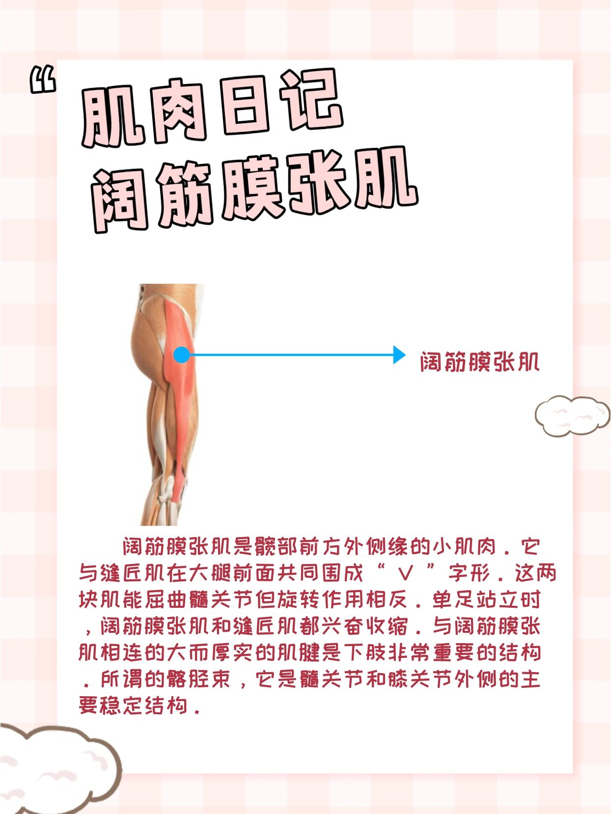 肌肉日记之阔筋膜张肌 起止点 起点:髂嵴前外侧缘 止点:经髂胫束至