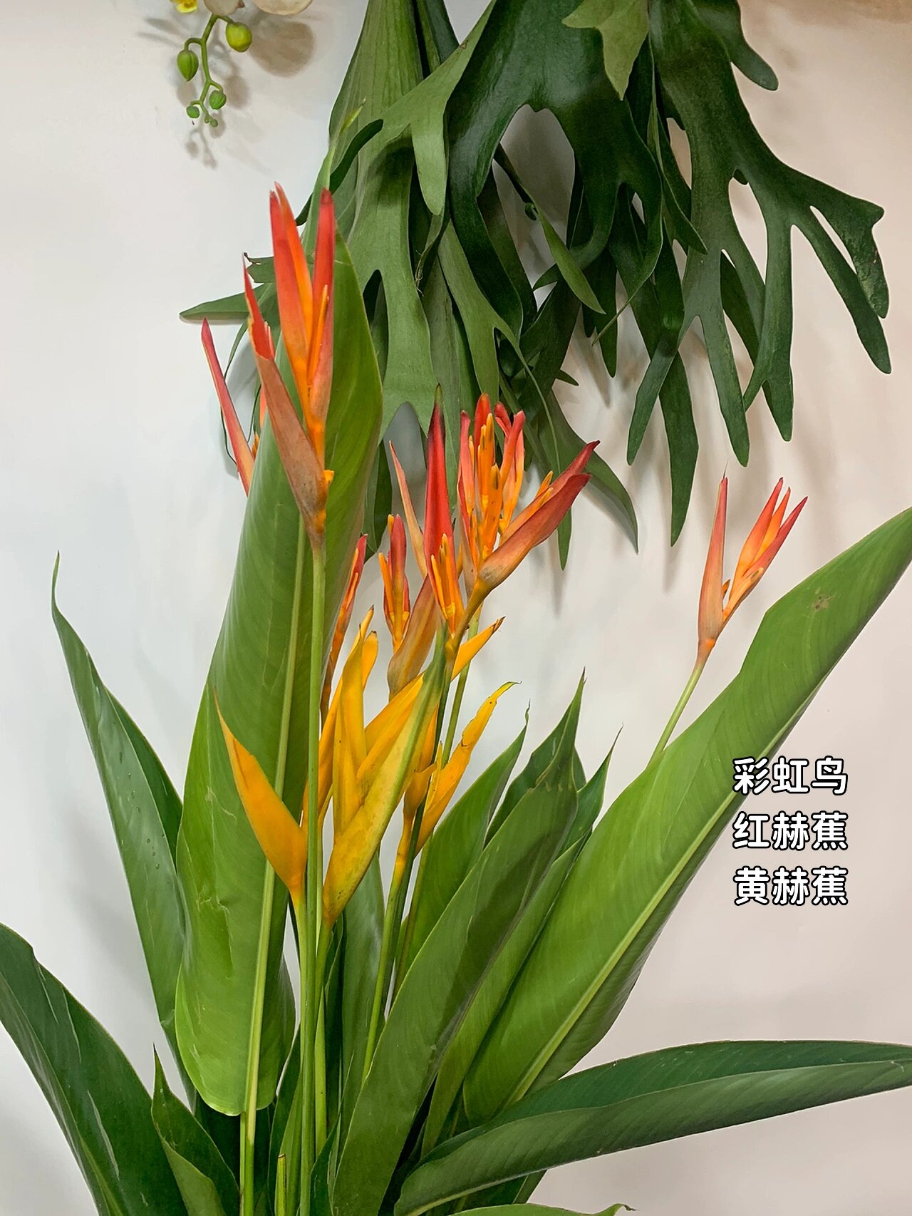彩虹鸟 红赫蕉 黄赫蕉热带雨林蝎尾蕉鸟蕉花