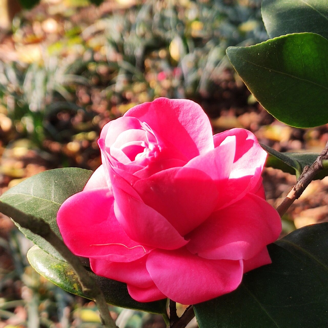 茶花状元红图片大全图片