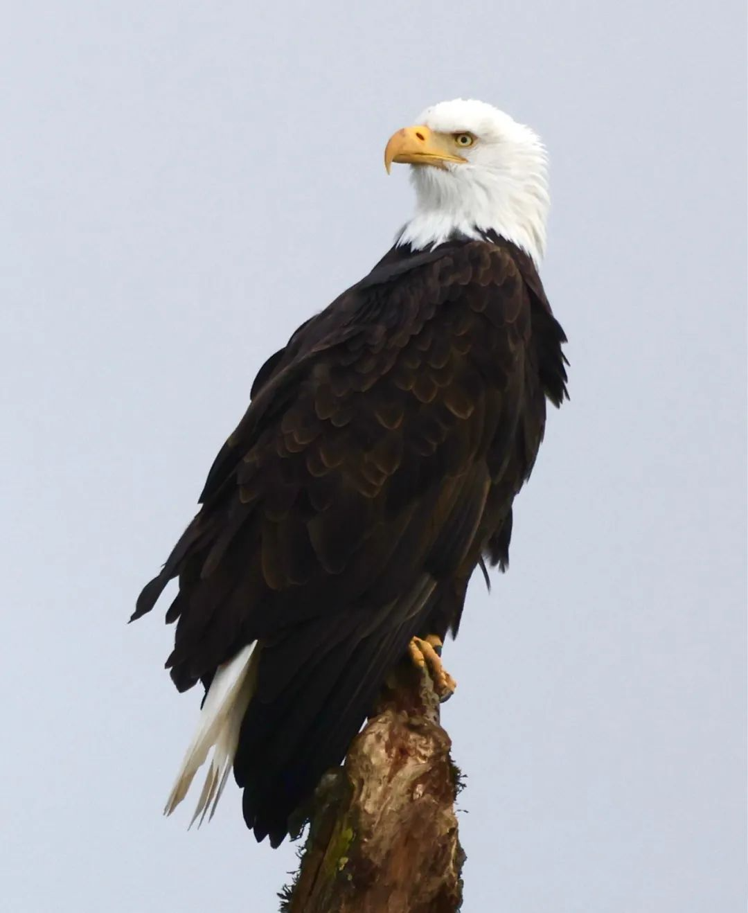 北美猛禽:盛名难副的美国国鸟白头海雕