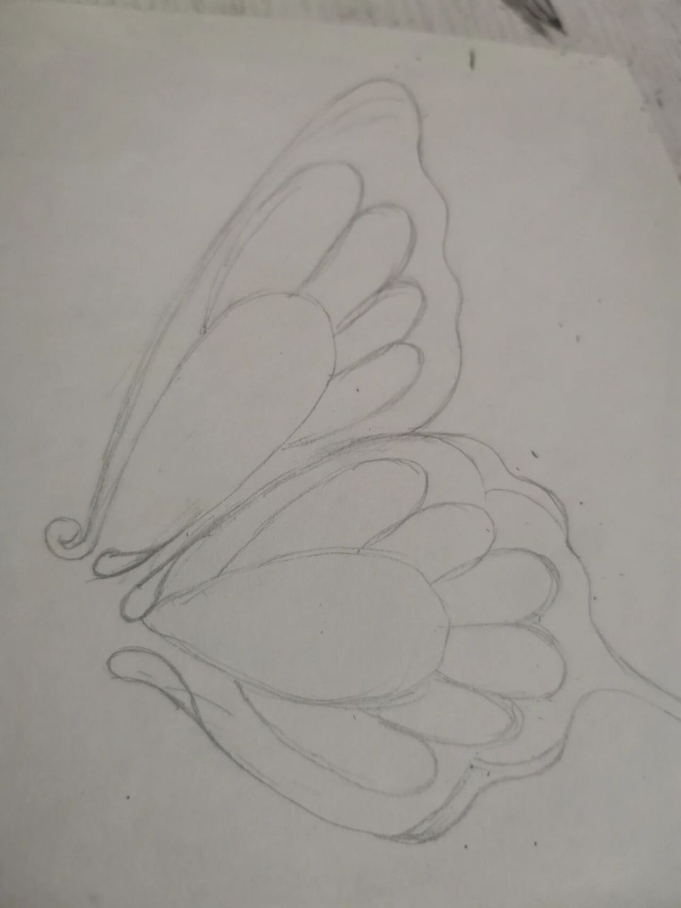 每日一画|蝴蝶手绘黑白画第二幅原创 现在的生活,是之前一切选择的