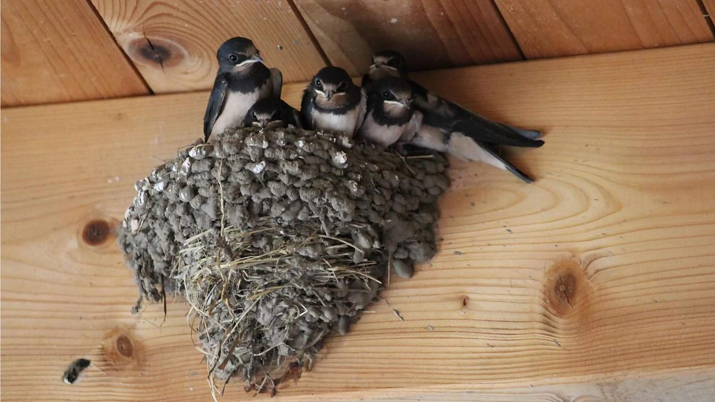 燕窝的确是燕的窝,不过这种燕并非我们自家屋檐下筑巢的燕子.