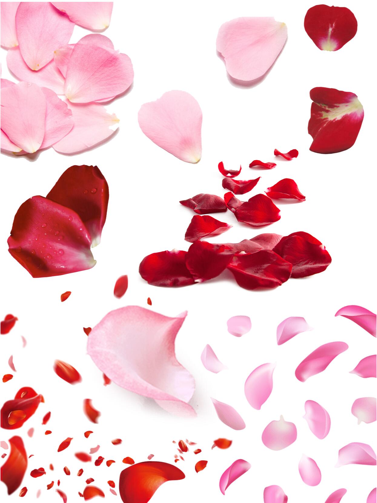 飘落玫瑰花瓣花卉免抠图片素材