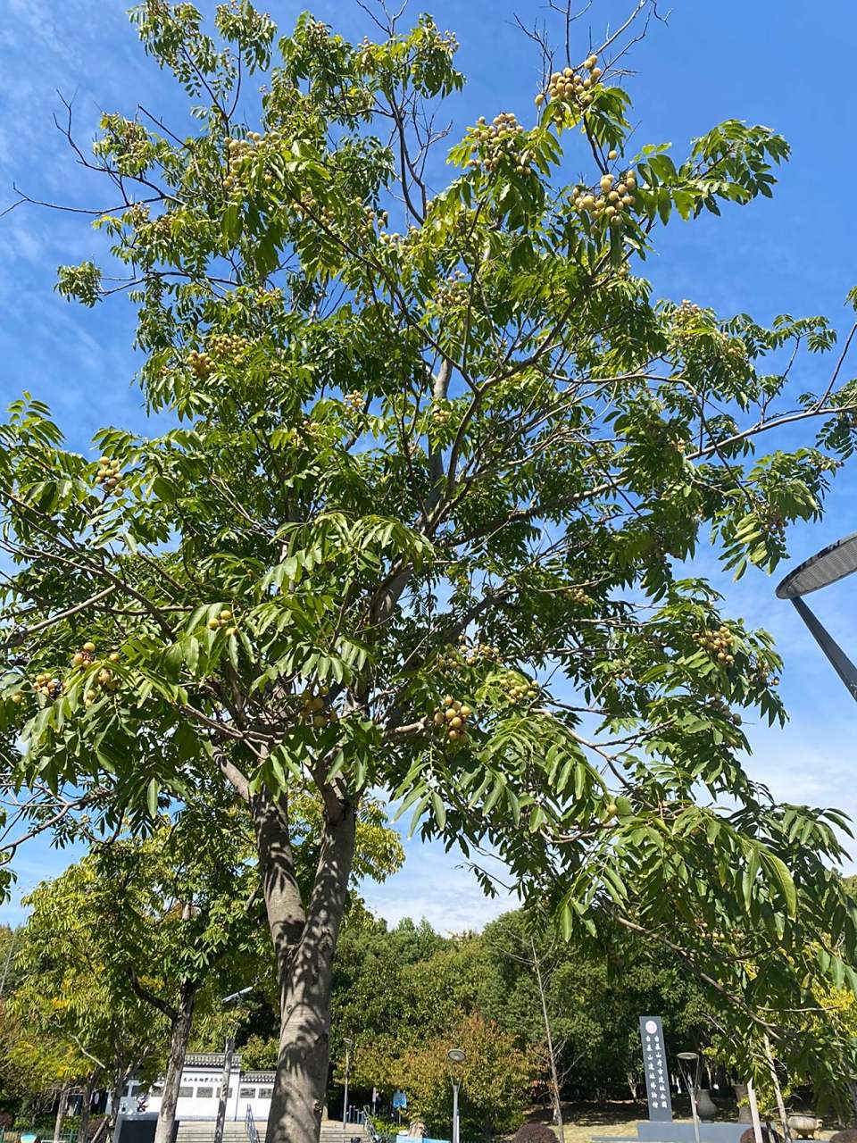 无患子树98友友们,无患子树树来啦 无患子树(学名:sapindus)四川称