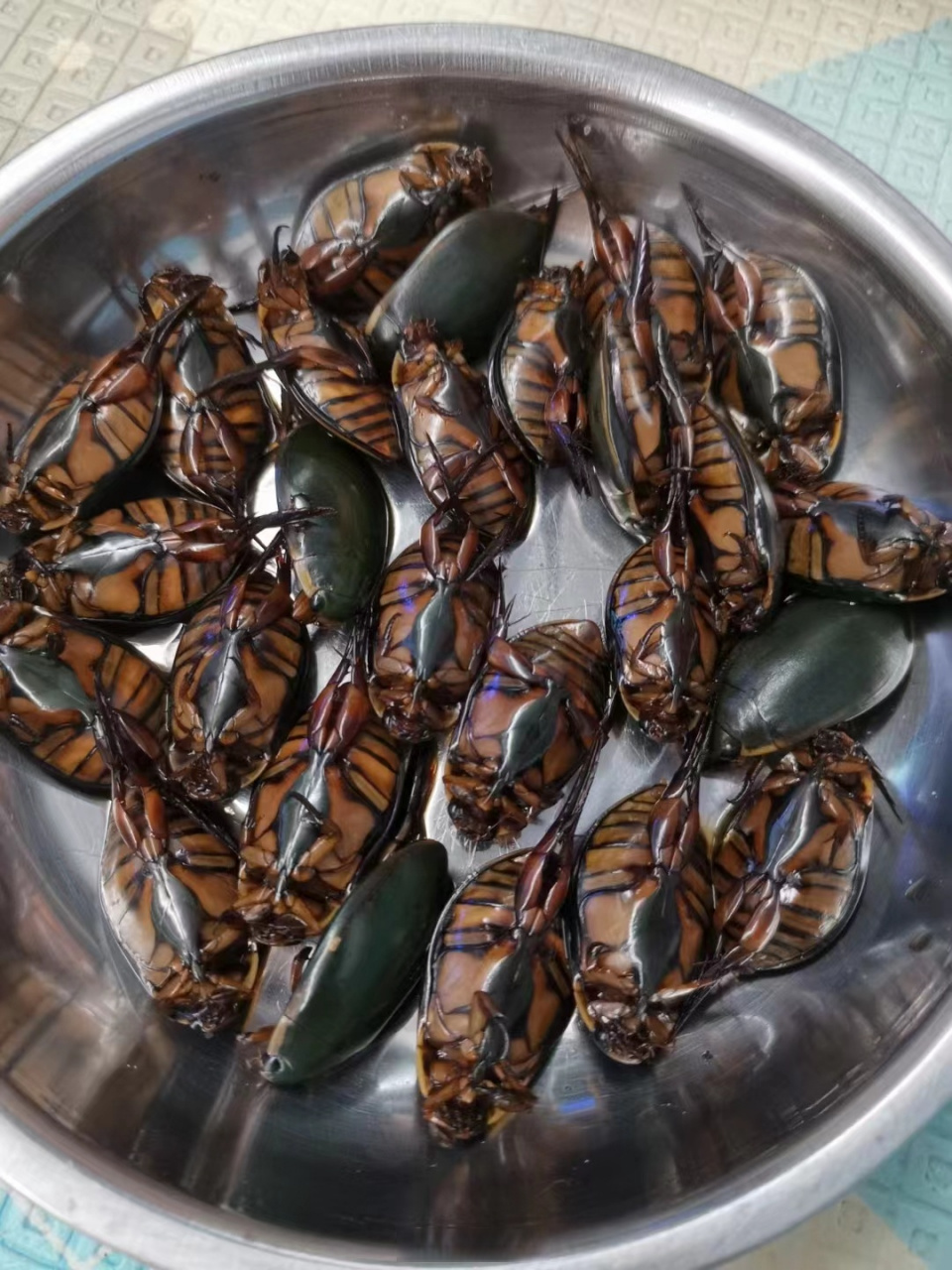 damn,同事说这个水蟑螂是广东特色美食,东北同事说他也吃过,他们那叫