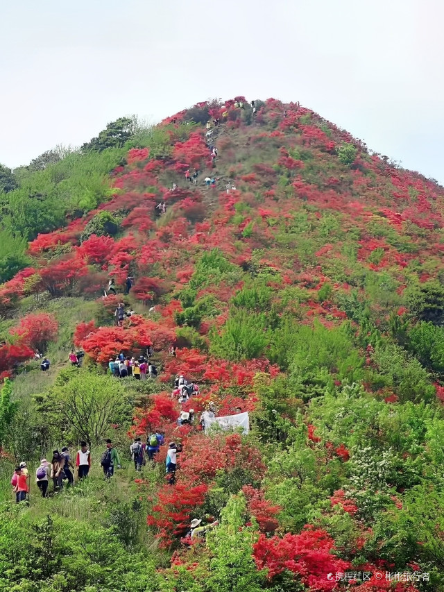 高山杜鹃花海!从化通天蜡烛等你来探索_通天蜡烛山攻略