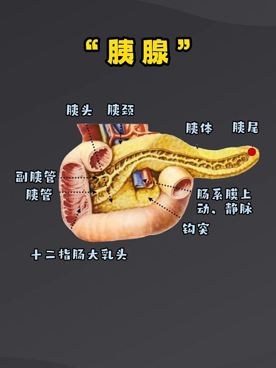 "胰腺"的解剖图 "胰"是一个狭长的腺体,横置于腹