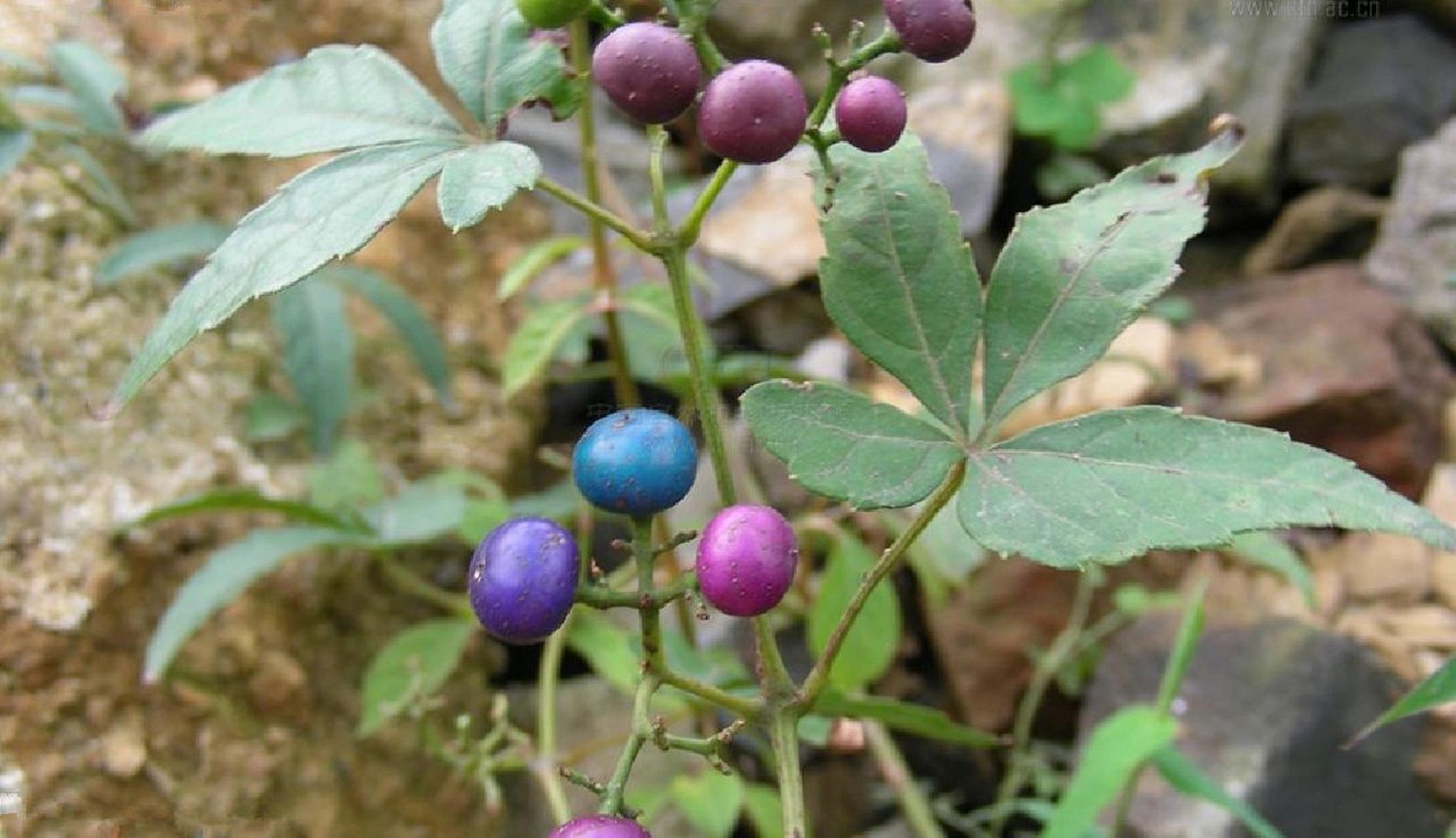 植物介绍——三裂蛇葡萄 三裂蛇葡萄自西南,华南至东北广泛分布.