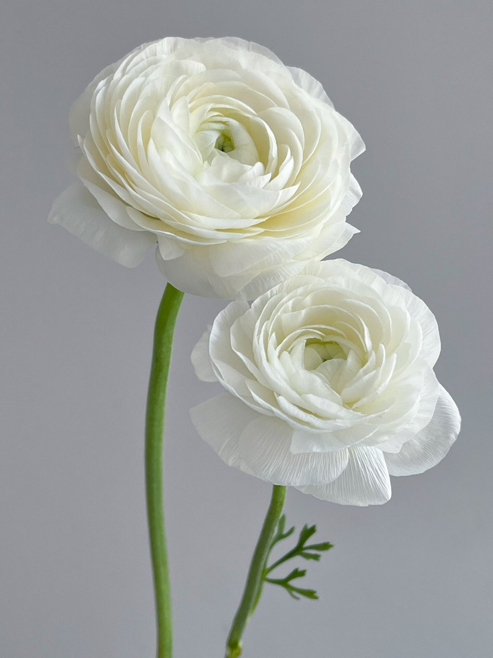 白色洋牡丹 从此爱上了平平无奇的白色洋牡丹!