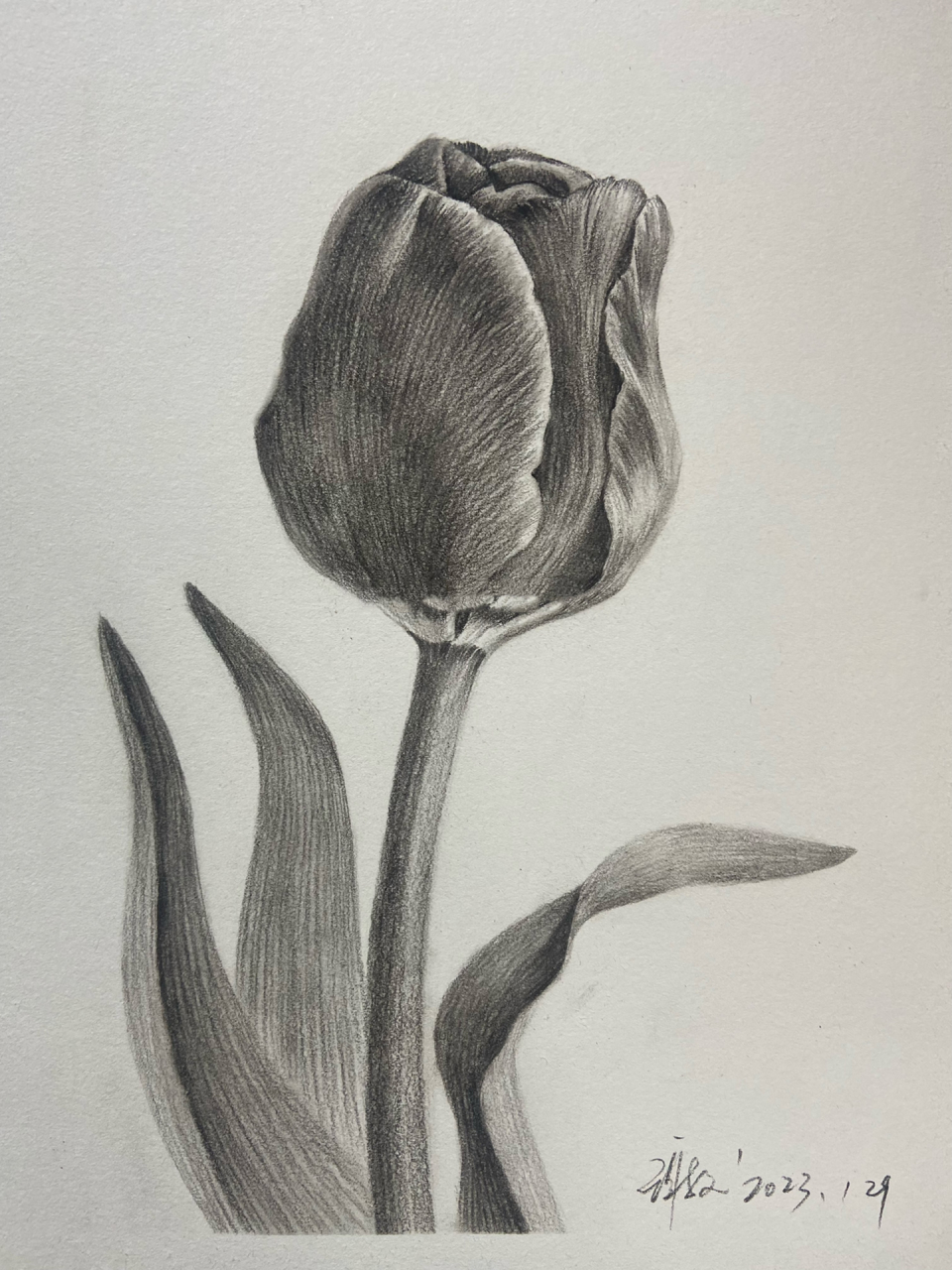 零基础素描教学花卉篇(郁金香)附过程图 工具碳笔软中硬,樱花橡皮,(线