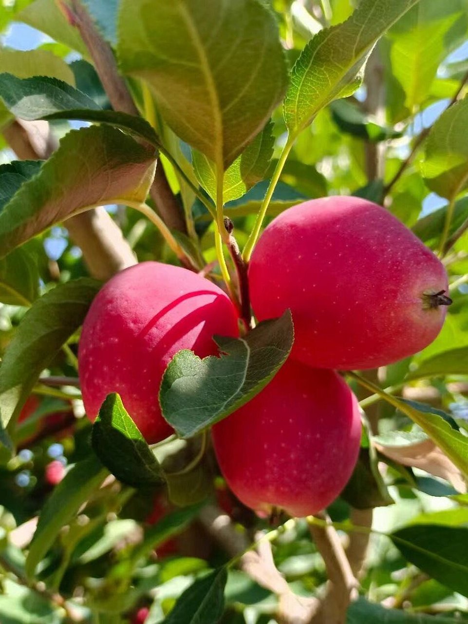 香妃海棠|99%的人没吃过,新疆水果天花板!