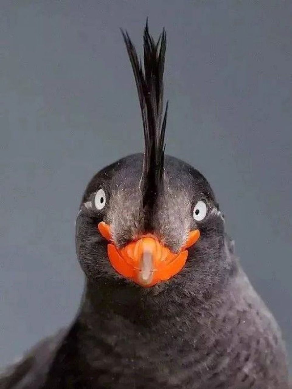 每天认识一种宝藏动物98062 96中文名:凤头海雀 96学名:aethia