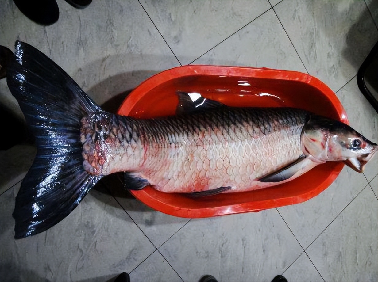 青鱼钓大青鱼图片青鱼照片巨青鱼高丽青鱼大青鱼图片青鱼图片大全大图