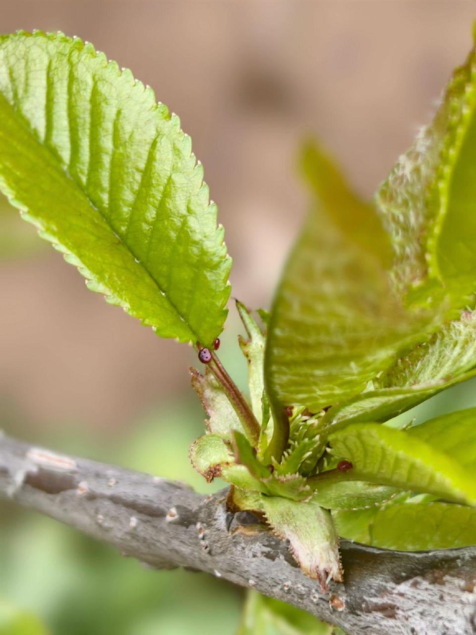 看,车厘子叶片已经长这么大了,现在带你们从叶片上辨认下真的车厘子树