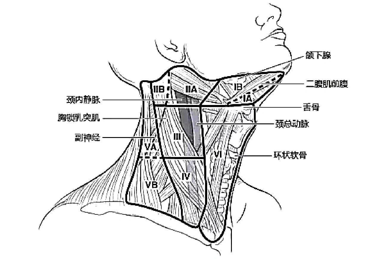 颈部淋巴结分区 Ⅰ区 包括颏下区及颌下区淋巴结