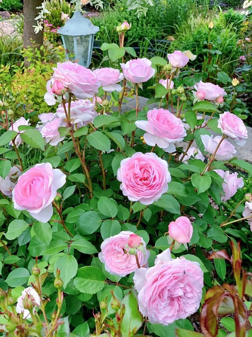 奥利维亚月季优缺点 奥利维亚·奥斯汀 olivia rose austin 由 david