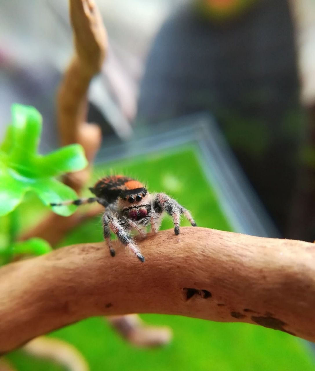 跳蛛吃什么呢02,带着问题找答案.