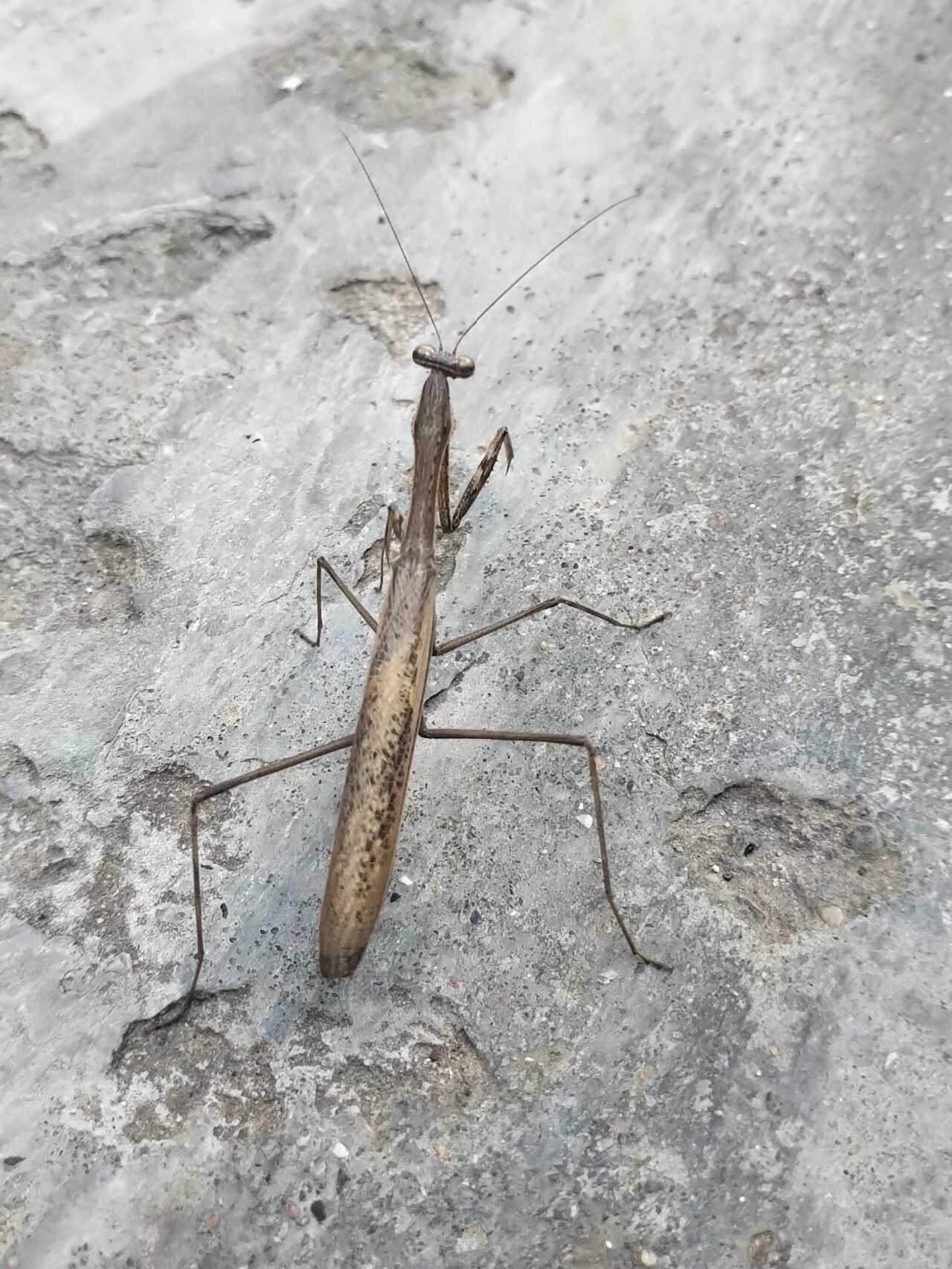 发现一只灰色的螳螂 夏天都过了,而他好像才来到这个世界 	 还有一个