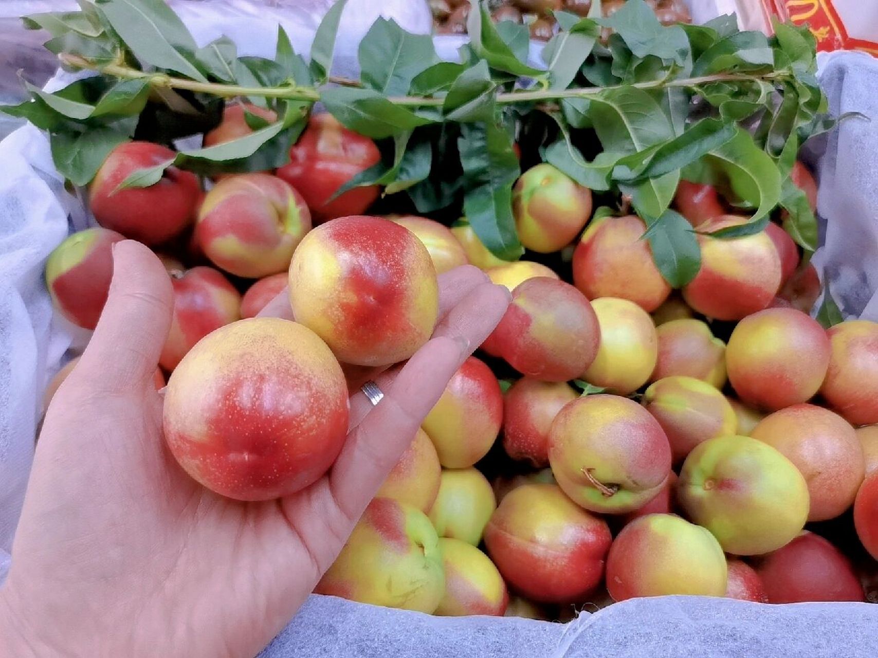 夏日限定网红珍珠枣油桃 正如名字所称 	 珍珠枣油桃,既有桃子99的