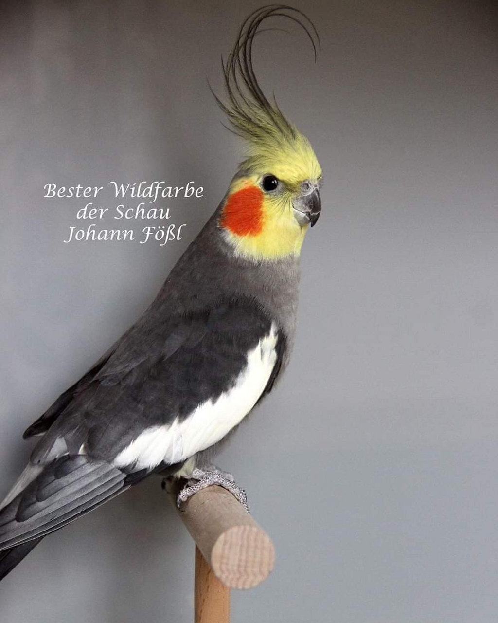 最帅的原始灰玄凤 几年前在微博刷到的,存手机里好久了 好像是国外