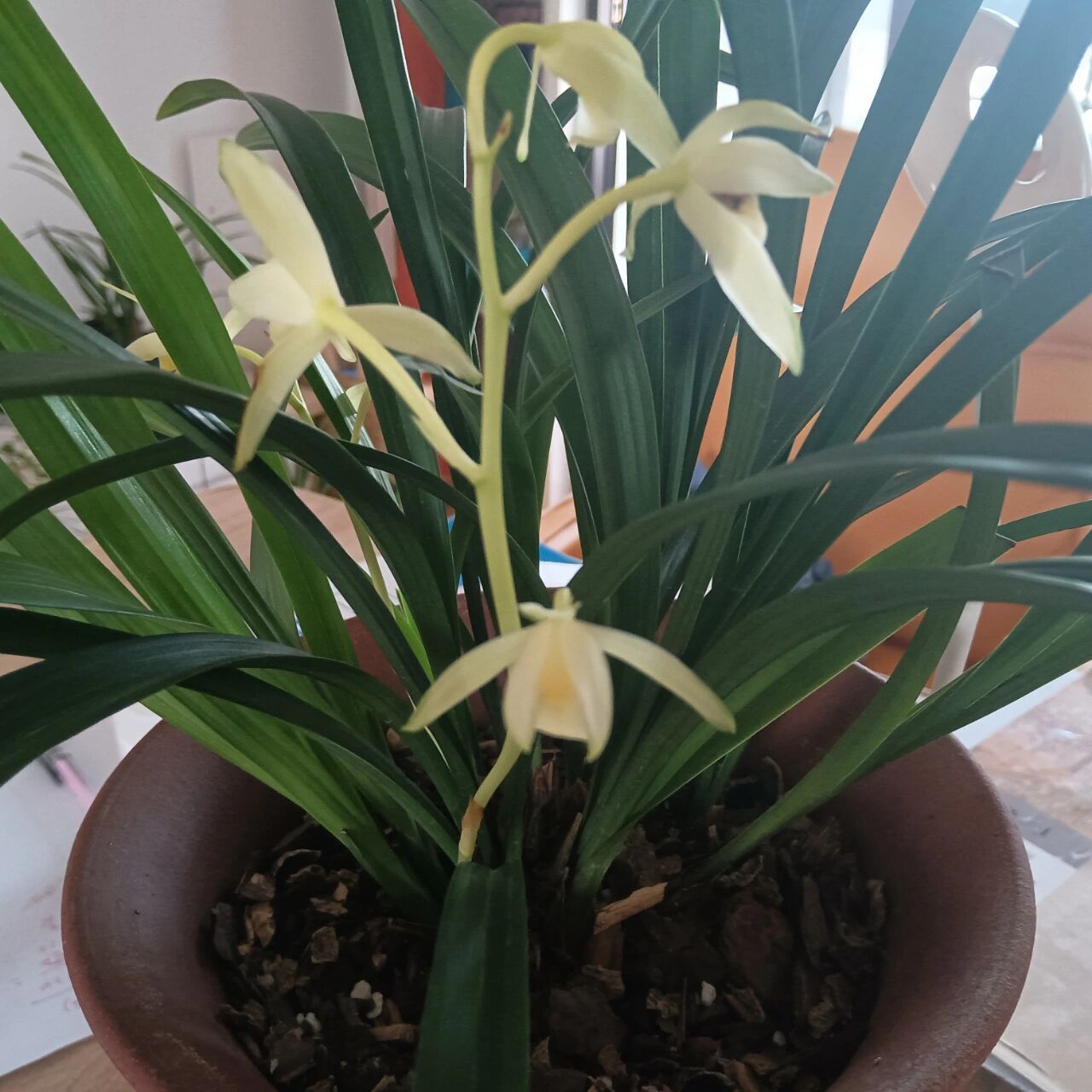 建兰素心青山玉泉开花啦(兰花8) 青山含翠微,玉泉泛金波 去年入手的