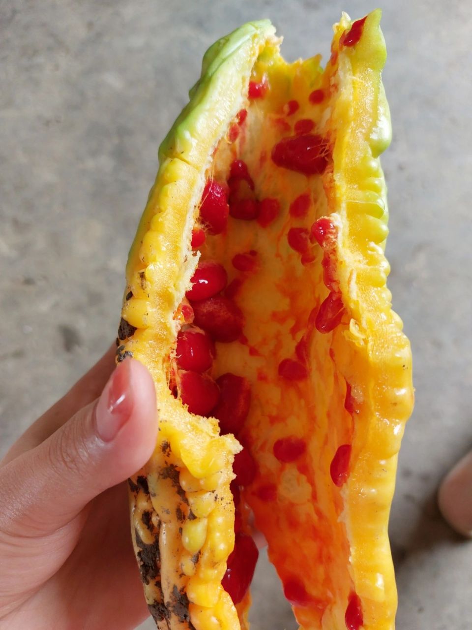 苦瓜的籽变红了可以吃吗 各路兄弟姐妹,刚从菜地摘了一个苦瓜,扒开