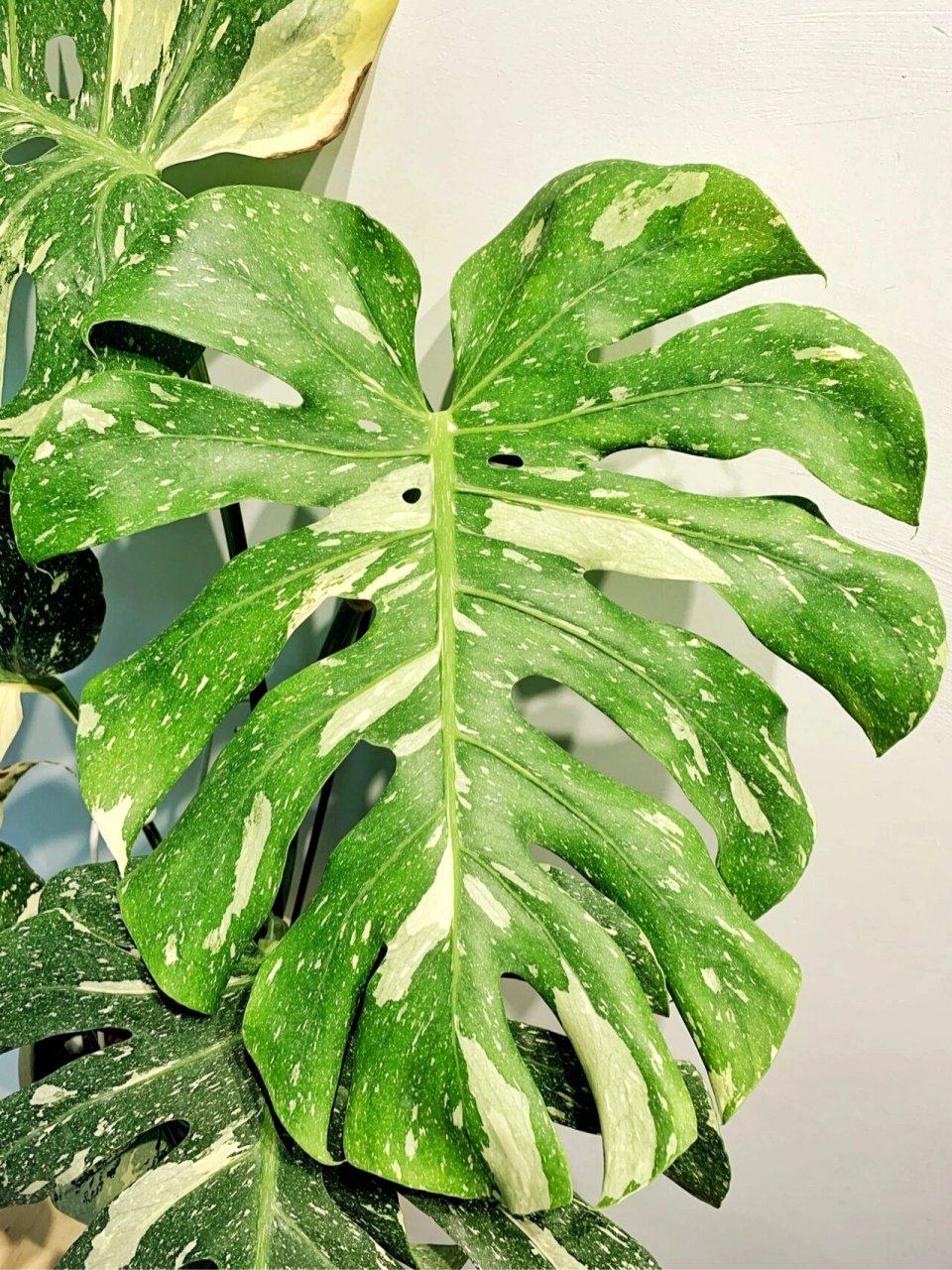 洒金龟背竹长的好慢,一年只长了六片叶😥 我家的洒金龟背竹长得超级