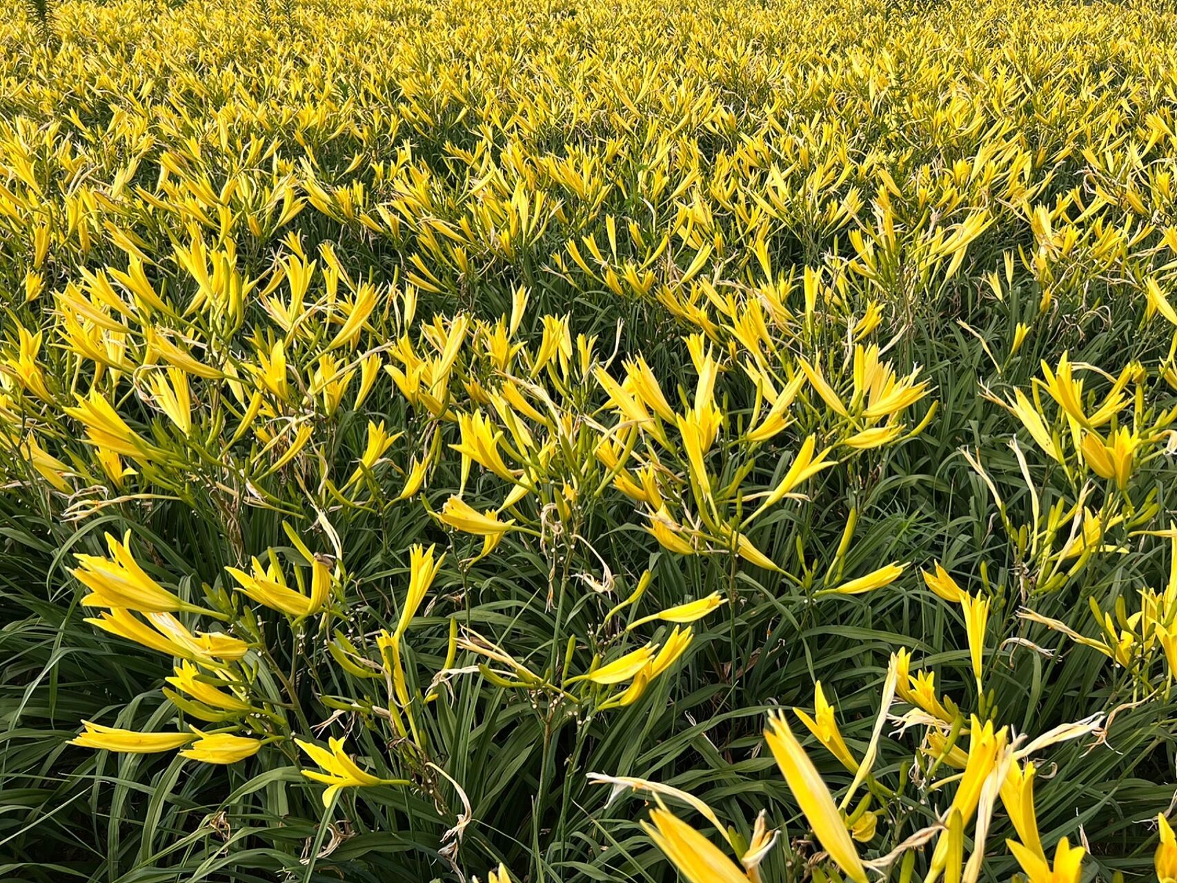 黄花菜～～别名金针菜,萱草 黄花菜,又叫萱草,干制了称为金针菜,百合