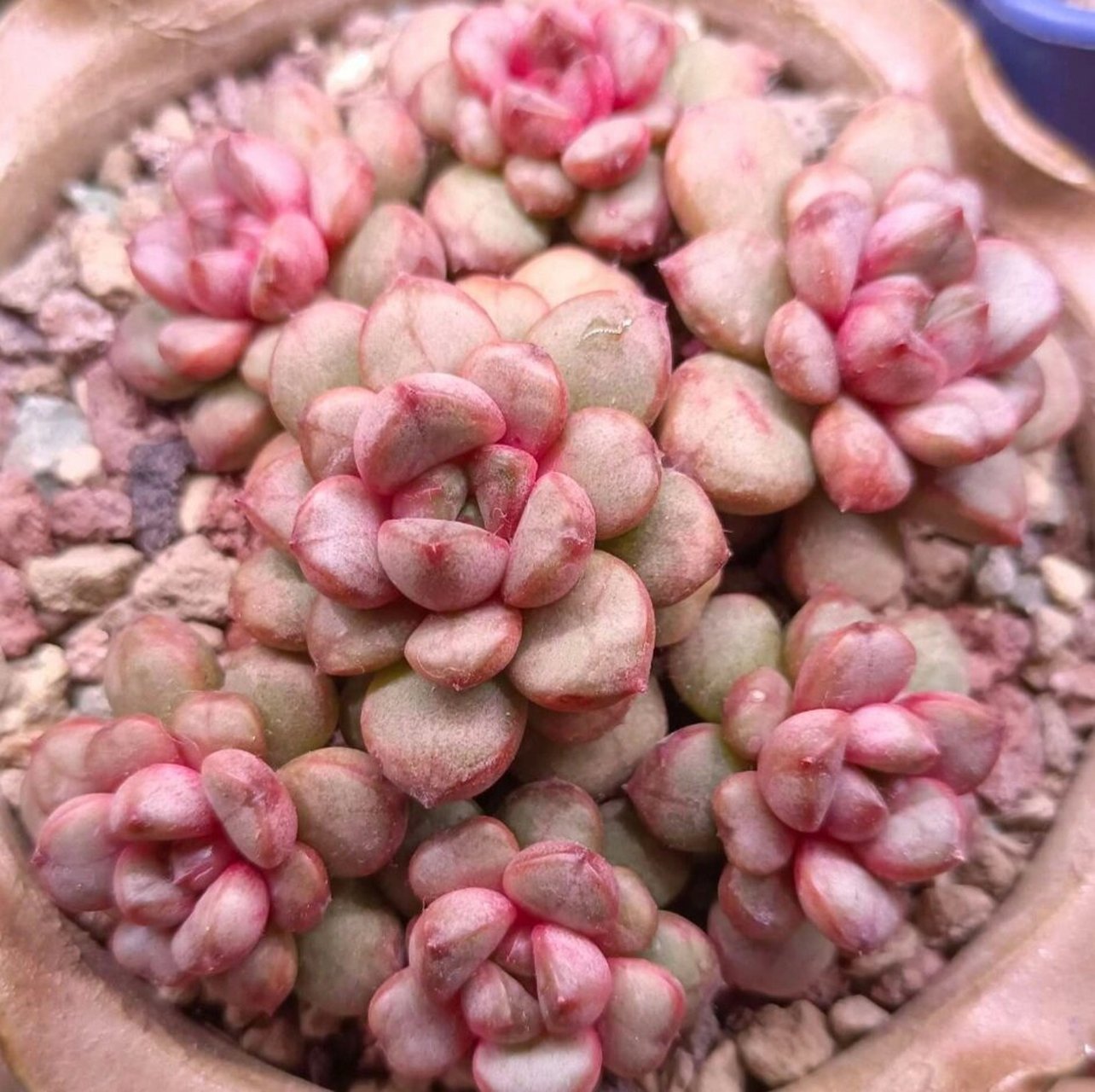 认识多肉第44天——葡萄 葡萄,又叫做红葡萄,姬葡萄,丸叶葡萄,景天科