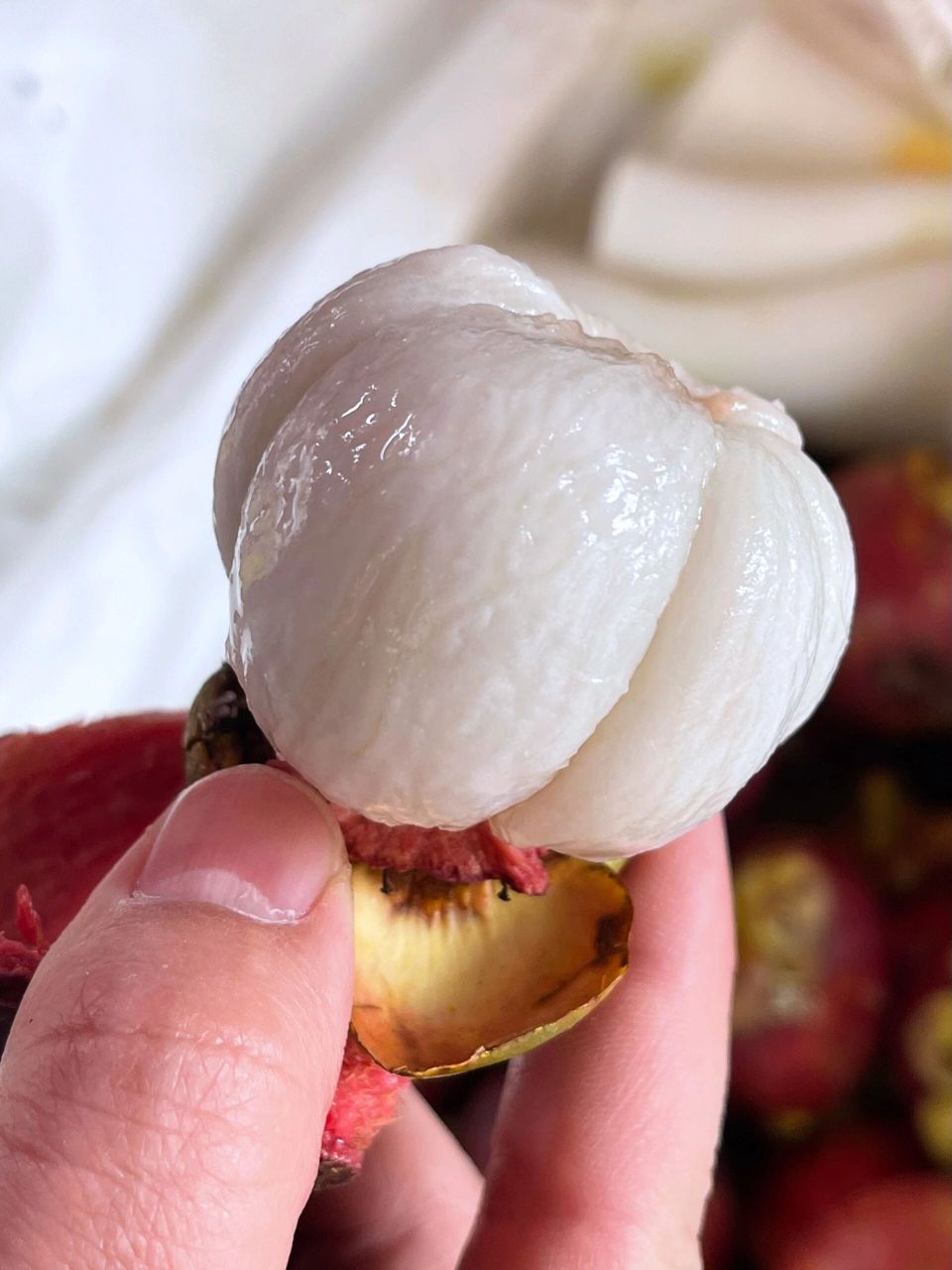 山竹果肉含有丰富的膳食纤维,多种维生素,羟基柠檬酸,山酮素,微量元素