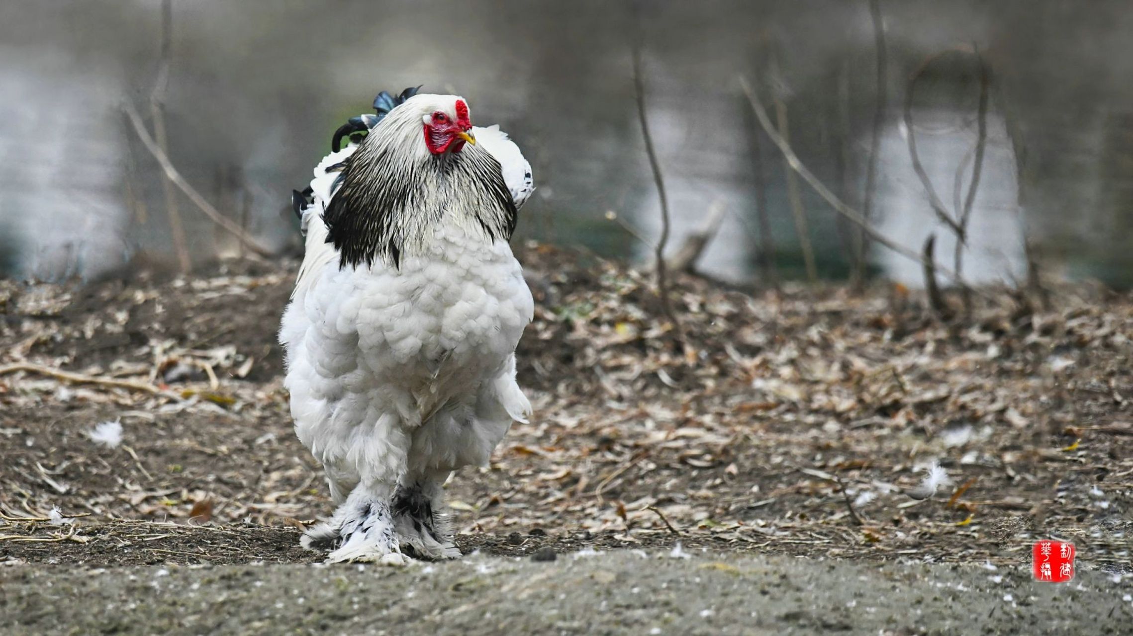 鸡中之王——梵天鸡  梵天雄鸡闲溜弯 黑颈青尾黛羽尖 头顶红冠舒展翅