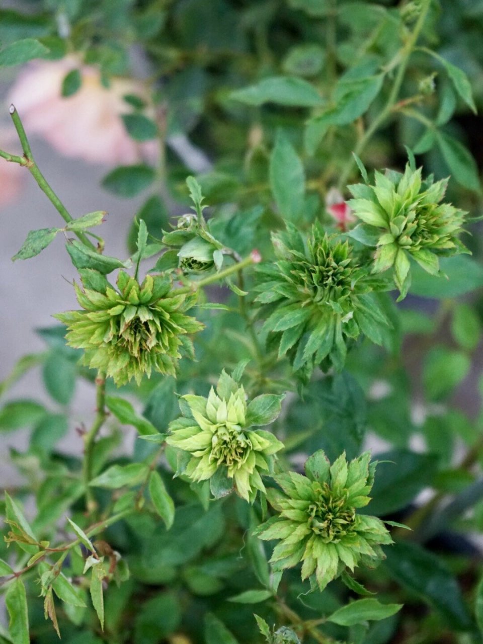 中国传统月季之"绿萼": the green rose 中国传统月季品种中的"绿萼"