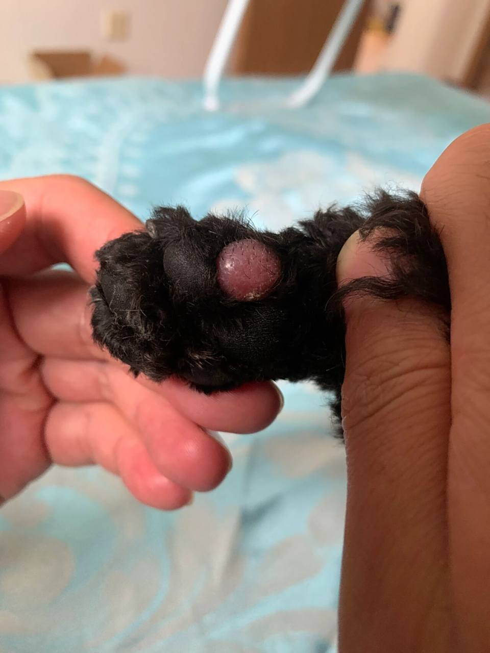 狗狗脚上长的红疙瘩,有人知道这是什么吗 疫情封控在家,没有办法去