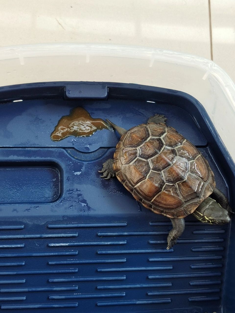 草龟拉稀了0101 草龟拉稀了怎么办,有点怀疑是吃猫粮里的冻干肉块