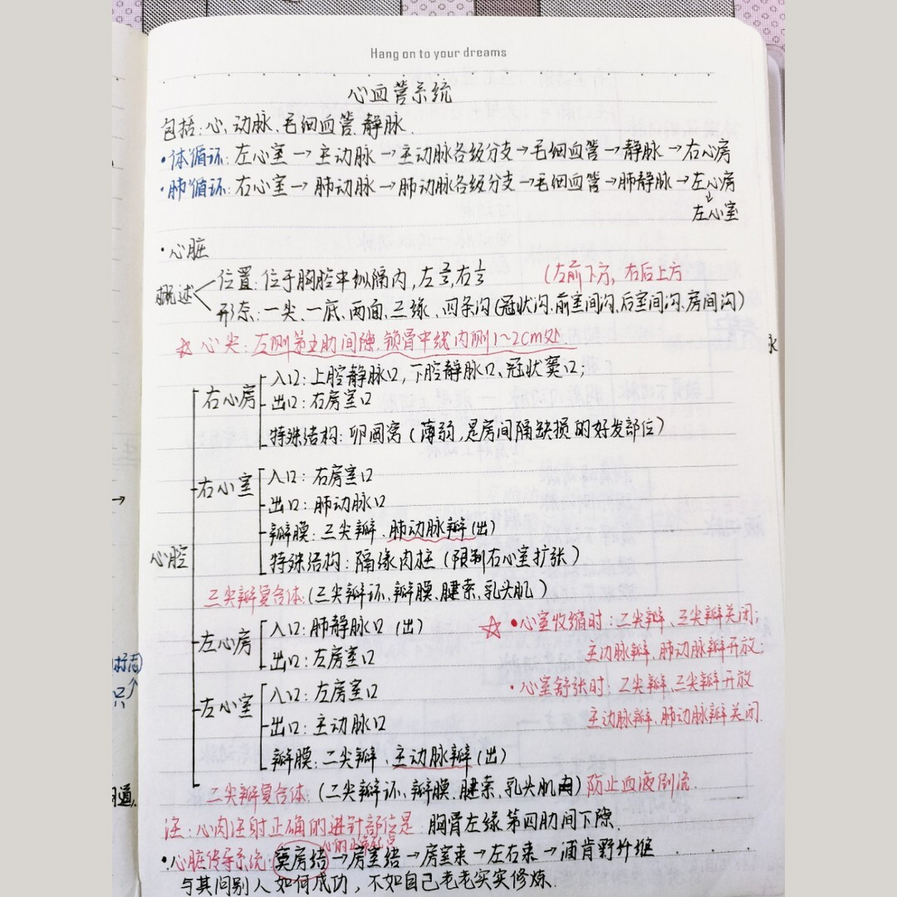 解剖笔记【心血管系统】