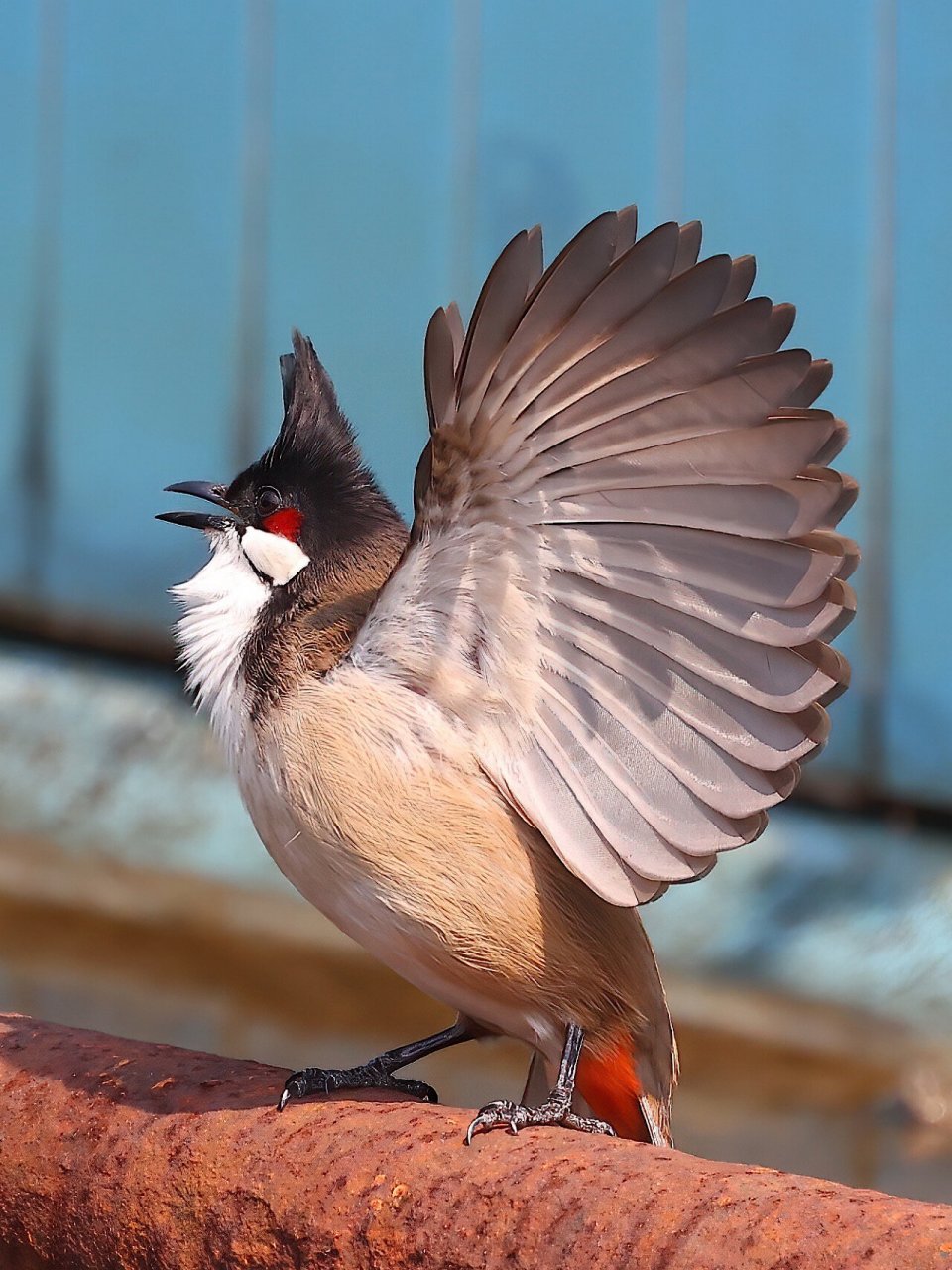 炒鸡可爱的红耳鹎 红耳鹎,三有保护动物,本地留鸟,活泼可爱,杂食性,但