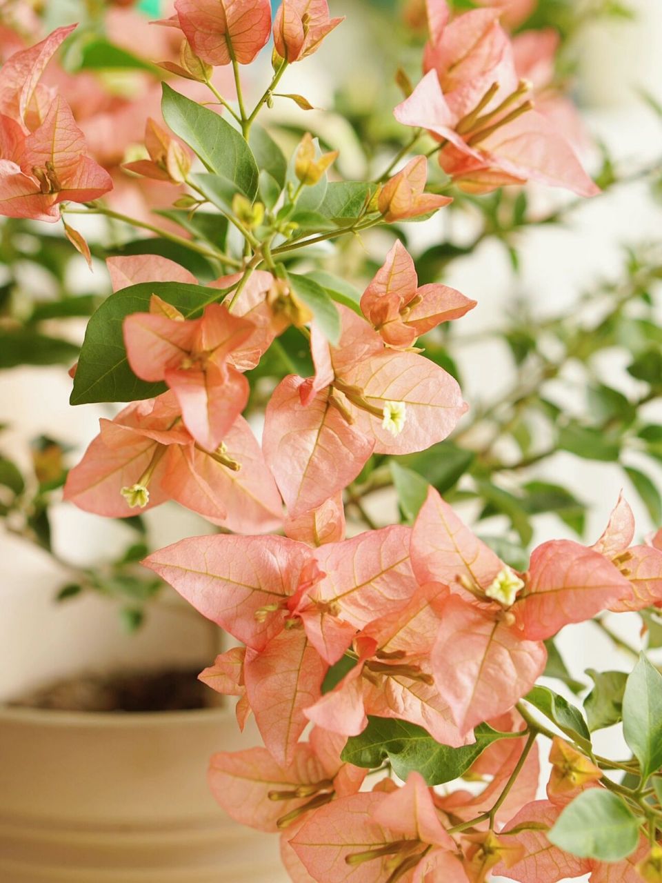 三角梅卡亚塔 买来第一次开花,复古色,个人觉得好养 渣图随便拍拍