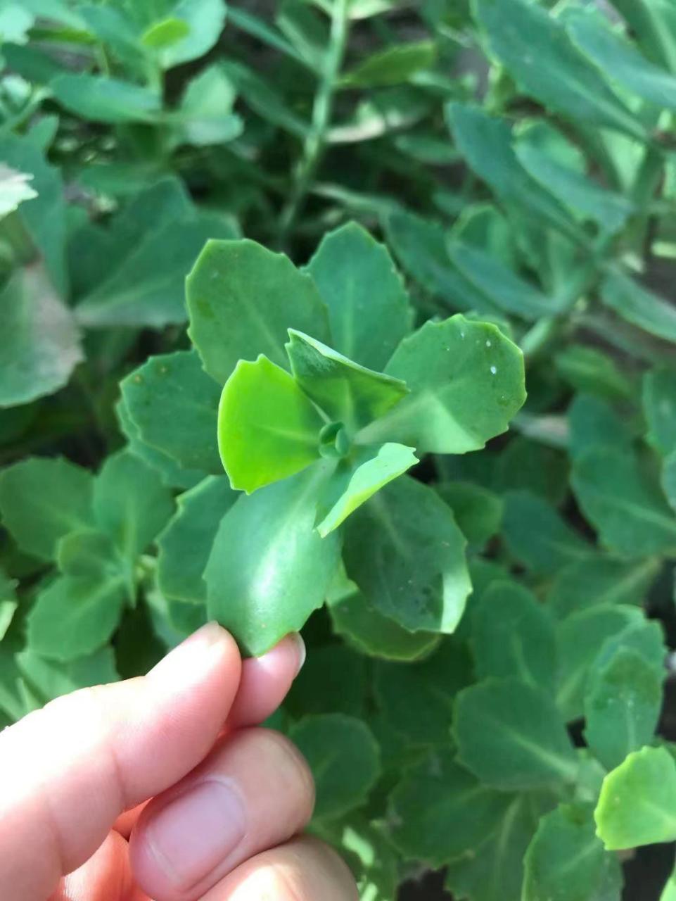 止痒最好的草本植物 百度查了一下此植物的名字是八宝景天,止痒效果
