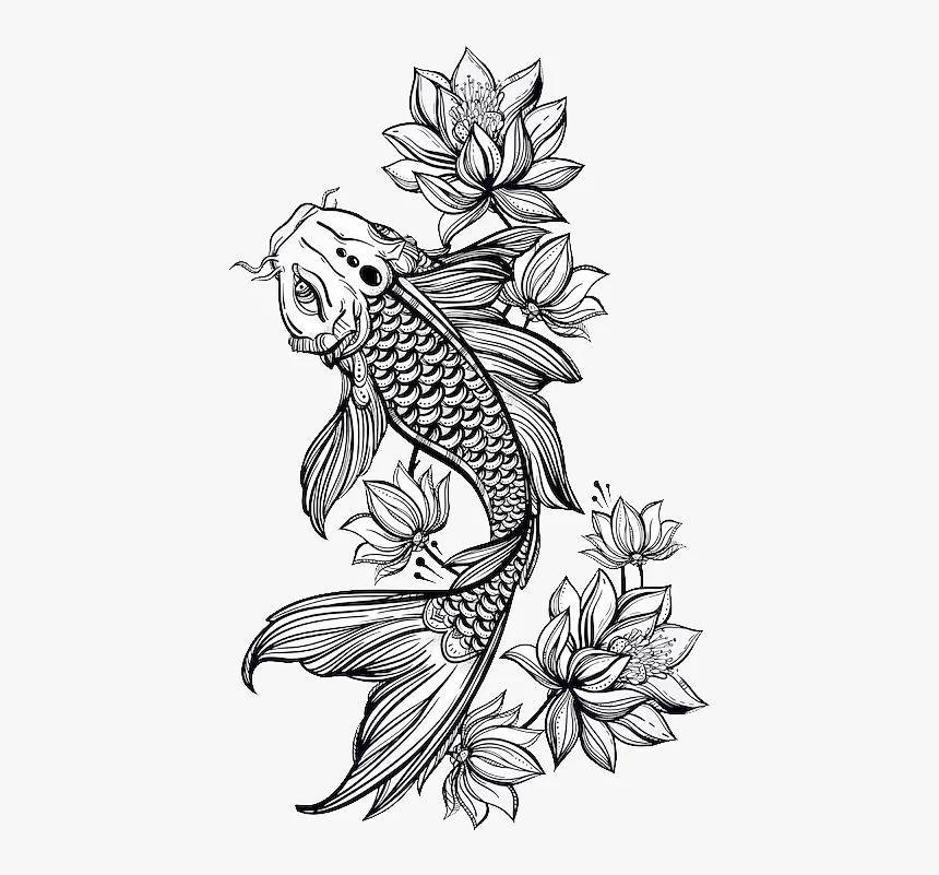 98高清创意线描临摹素材08|鲤鱼95