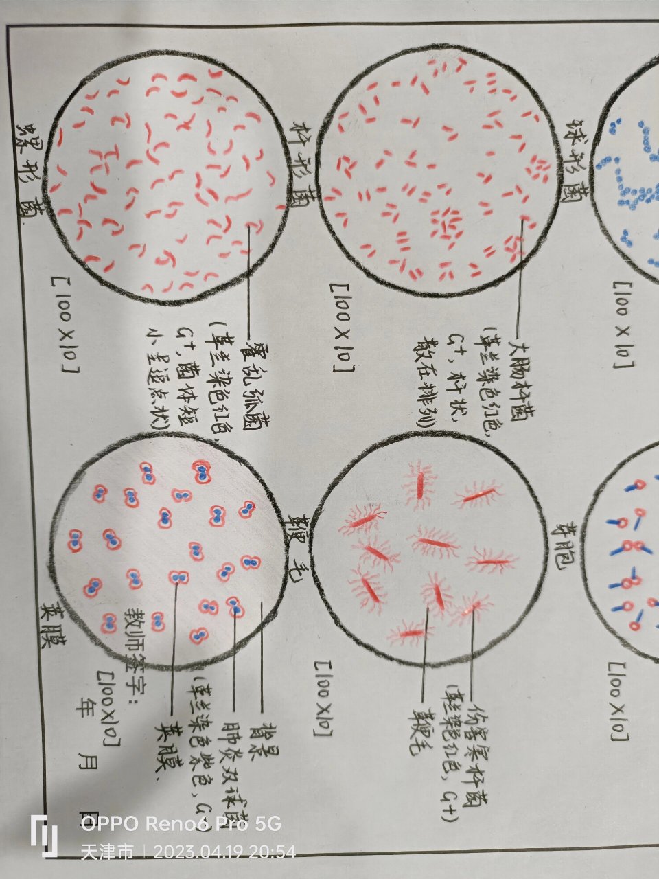 细菌形态观察实验画图图片