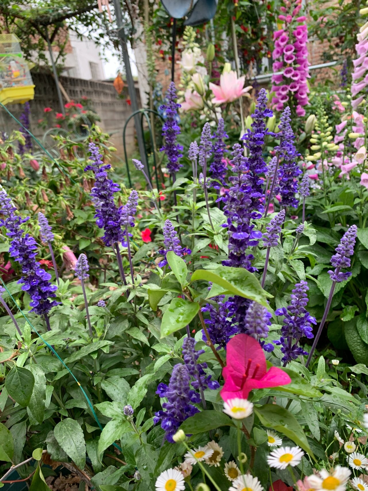 鼠尾草(蓝霸&一串蓝)从小苗到开花 鼠尾草挺神奇的,夏天开浅蓝色冷凉