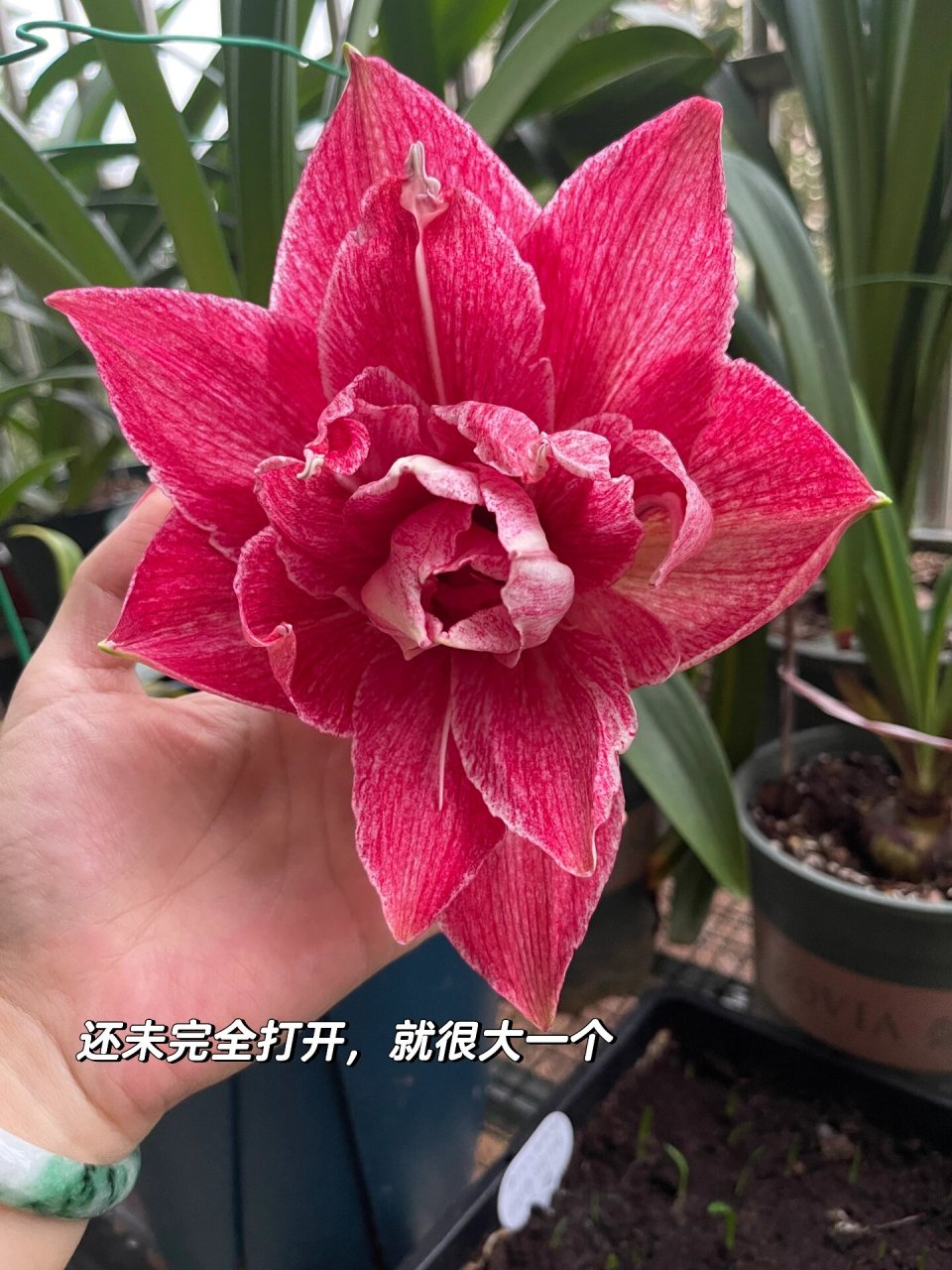 澳洲朱顶红:贵妇 贵妇应该也算澳朱入门级的吧?老品种了,养它的花友还