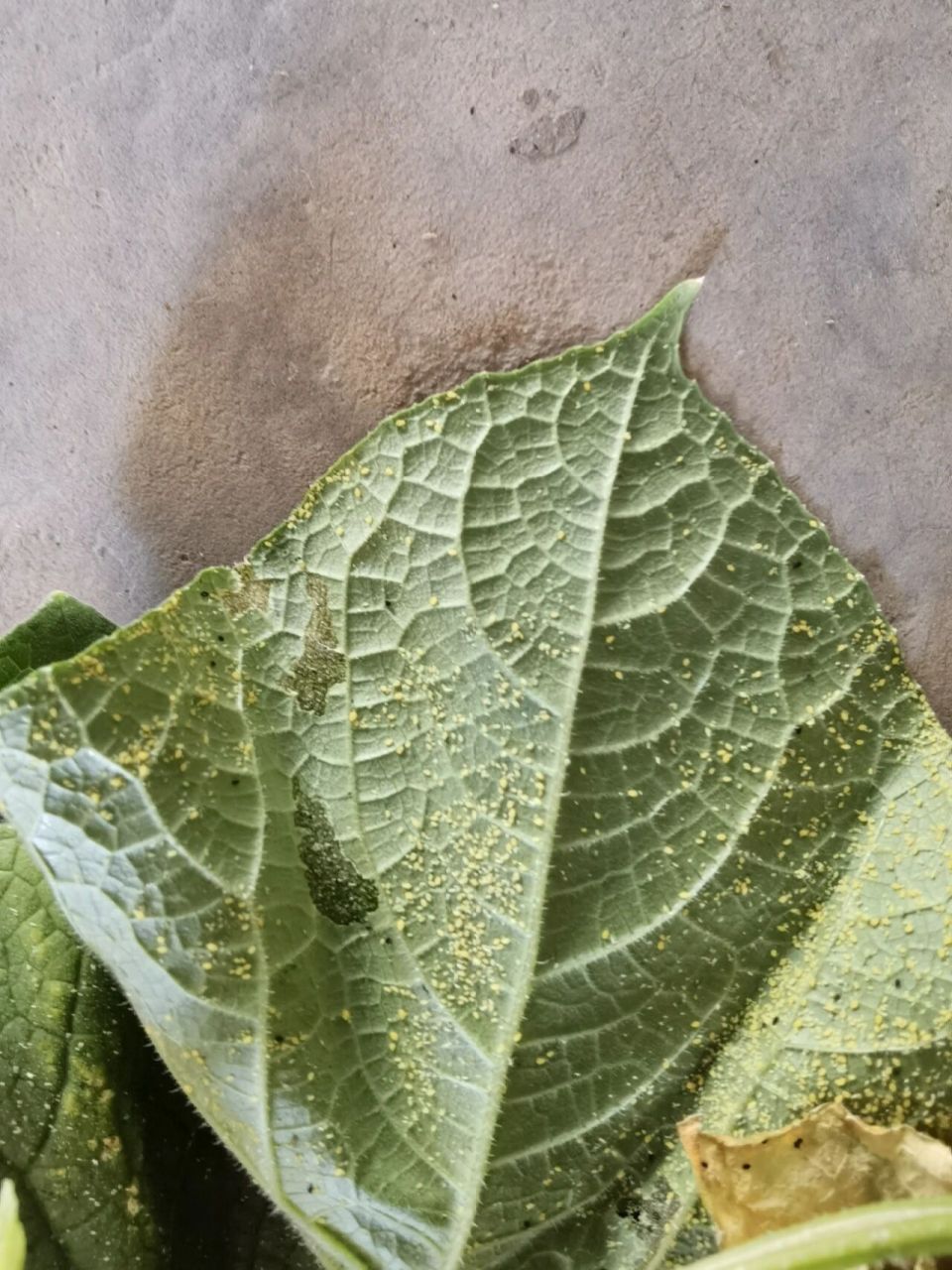 黄瓜叶长虫子了怎么办?