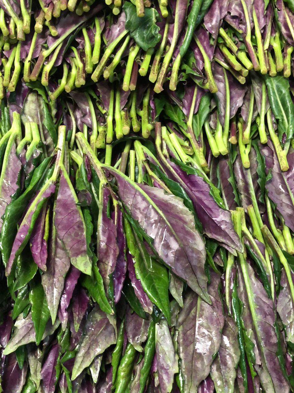 紫背菜图片 做法图片