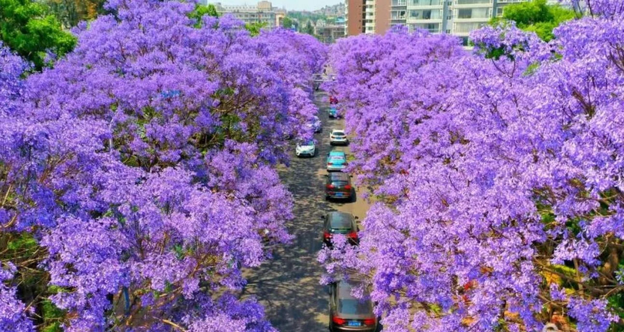 蓝花楹主题公园 昆明网红大道,昆明蓝花楹拍照最好看的地方,长约两