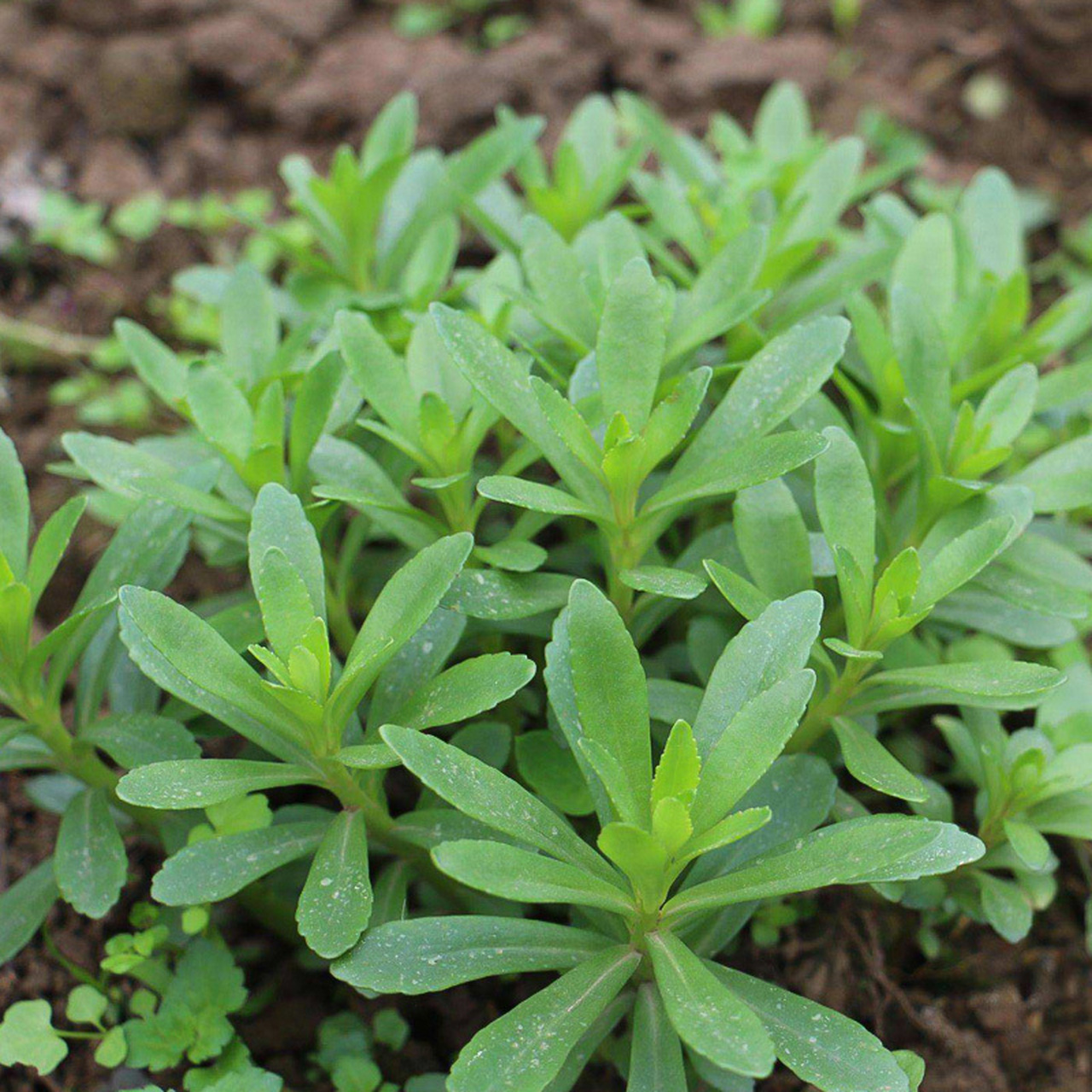 超市很贵的养心菜,自家种一盆随吃随摘!