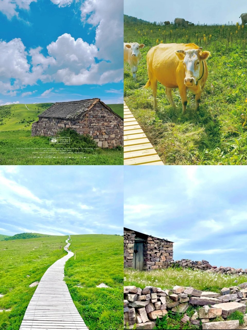 垣曲县历山景区舜王坪 🌷没想到山西运城也有这么美的高山草甸