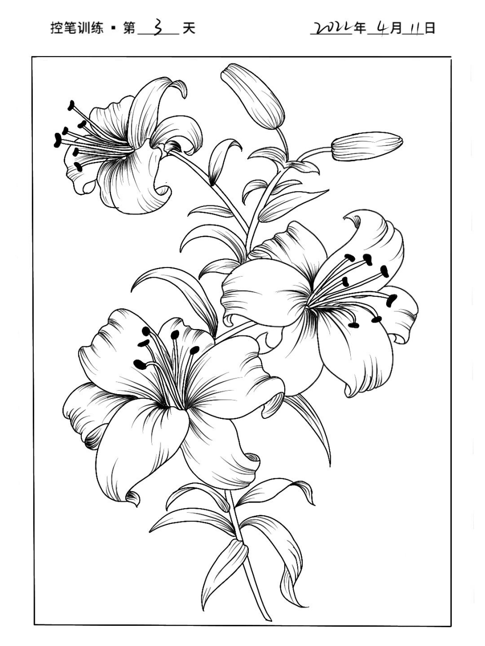线描练习|花卉线稿|超简单百合花(附过程) 尔丛香百合,一架粉长春 堪