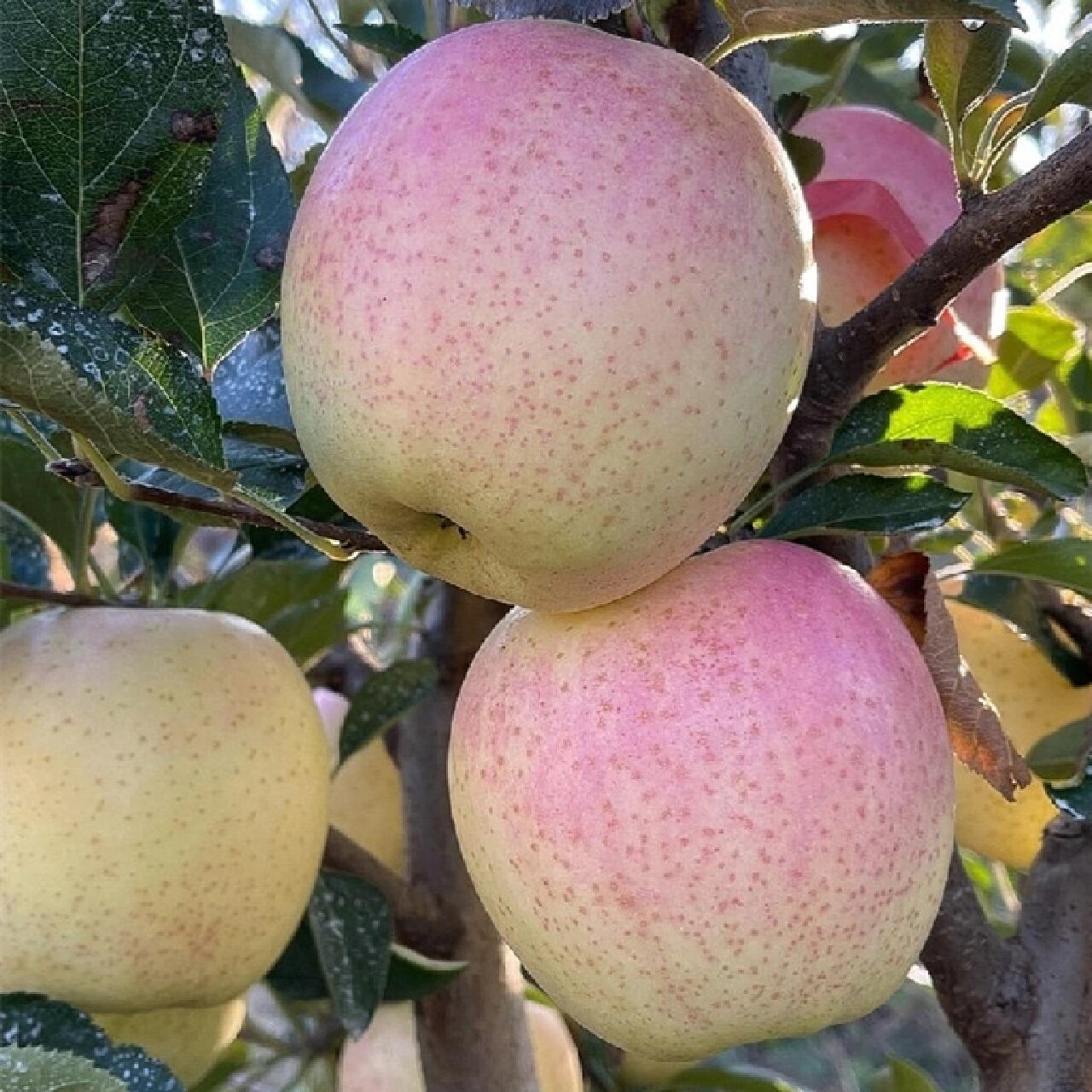 忘不掉的味蕾记忆,大连王林苹果.